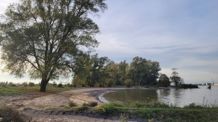 Blauwalg geconstateerd bij Badstrand Veen, gemeente waarschuwt zwemmers