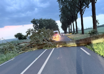 ZVV stelt vragen over bomenbeheer na stormschade Van Heemstraweg