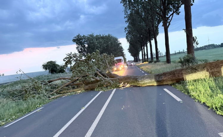 ZVV stelt vragen over bomenbeheer na stormschade Van Heemstraweg